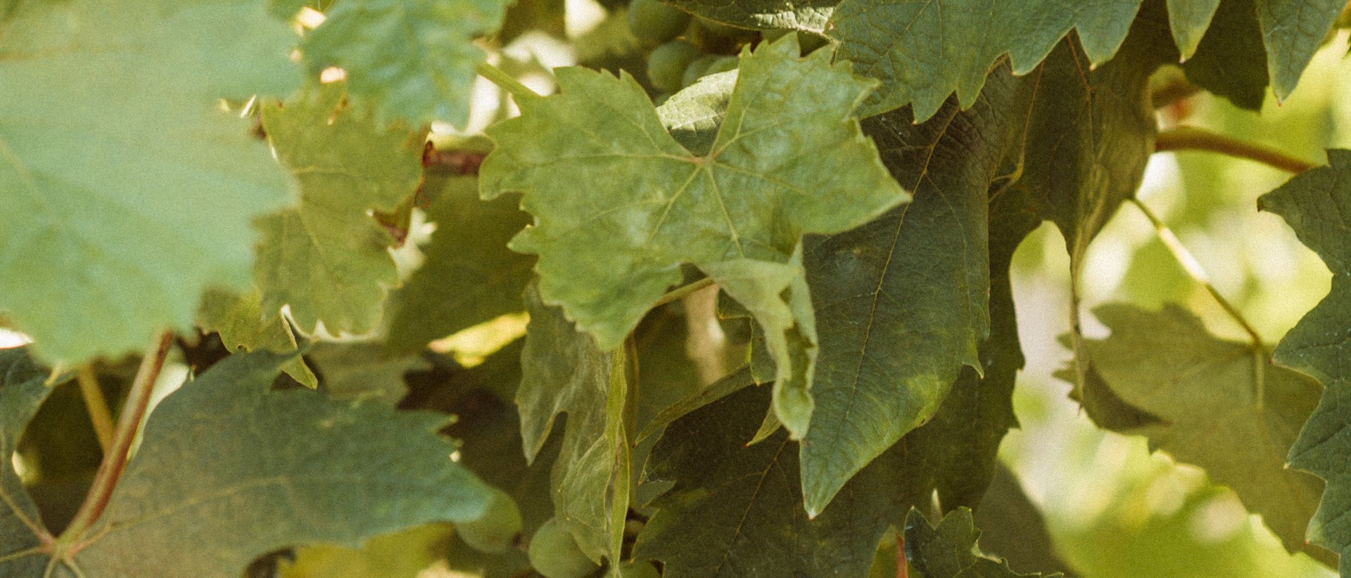 4. theiner's Weinsafari 4. theiner's Weinsafari